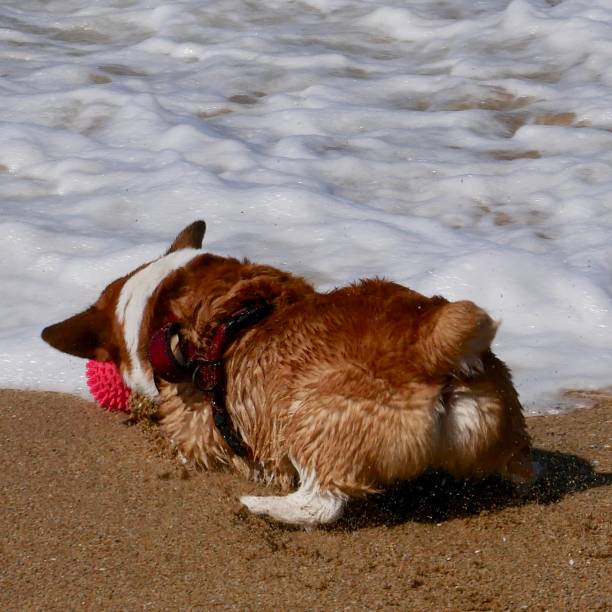 istock Corgi Dogs at the Beach 1141773148