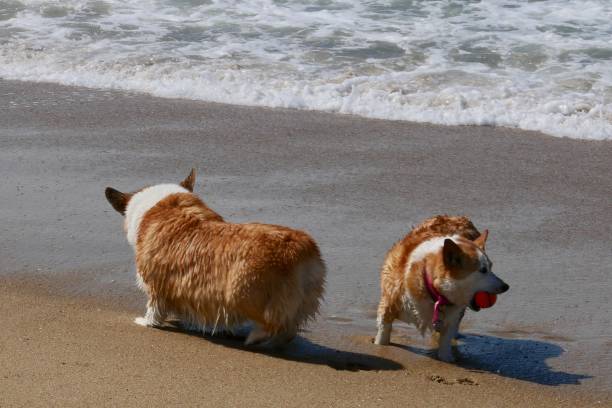 istock Corgi Dogs at the Beach 1141773150