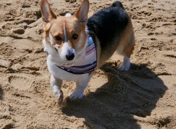 istock Corgi Dogs at the Beach 1141773161