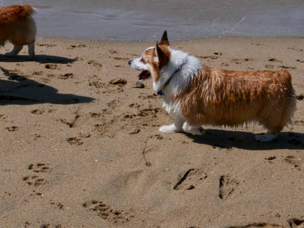 istock Corgi Dogs at the Beach 1141773163