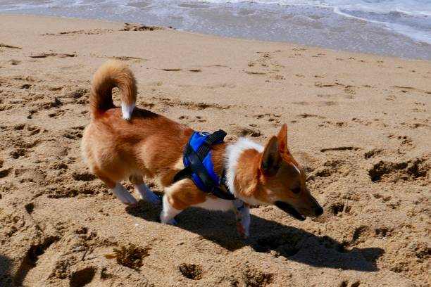 istock Corgi Dogs at the Beach 1141773164