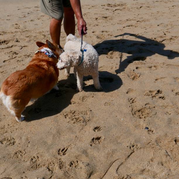 istock Corgi Dogs at the Beach 1141773167