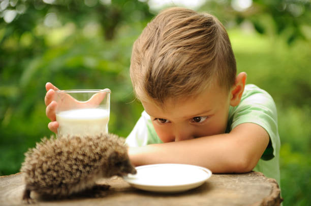 istock A boy and a hedgehog in the nature . 1141773200