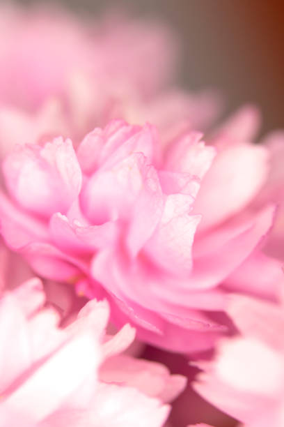 istock Close Up Macro Of Cherry Tree Pink Blossom 1141773216