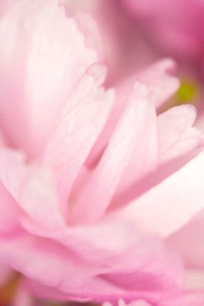 istock Close Up Macro Of Cherry Tree Pink Blossom 1141773218
