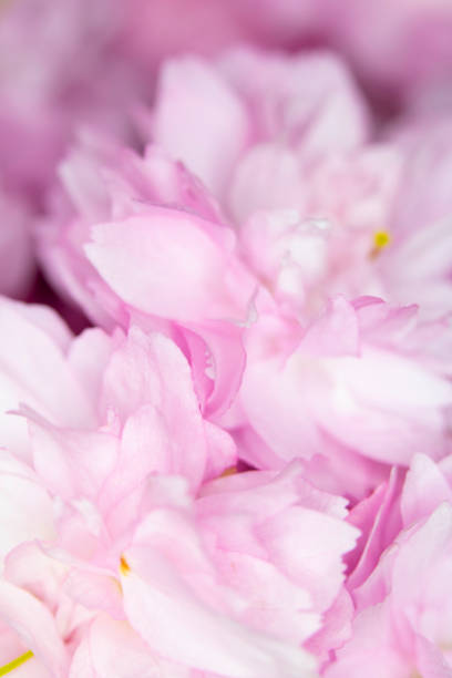 istock Close Up Macro Of Cherry Tree Pink Blossom 1141773252
