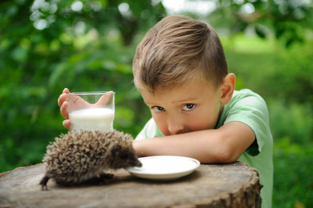 istock A boy and a hedgehog in the nature . 1141773260