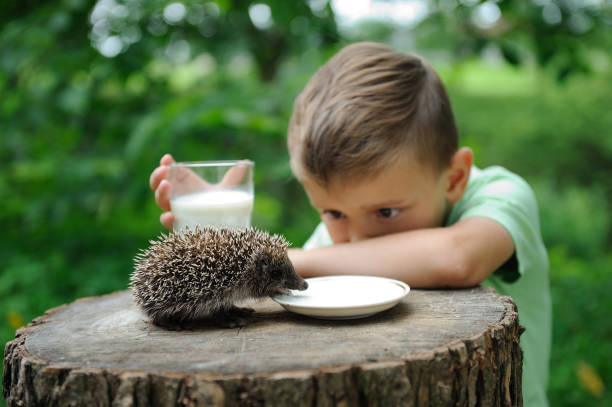 A boy and a hedgehog in the nature . The boy is interested in watching the hedgehog. He shares with him milk. Hedgehog is a milk from the plate and the boy has milk from the statue. Relationship with the environment. Observation.