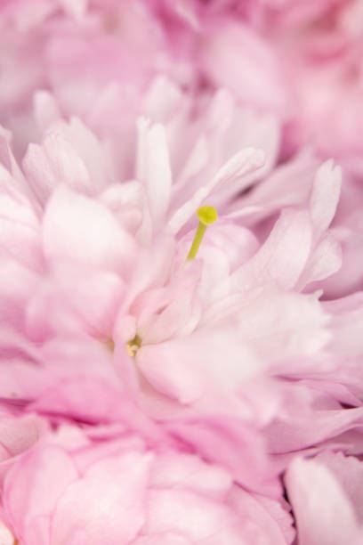 istock Close Up Macro Of Cherry Tree Pink Blossom 1141773340