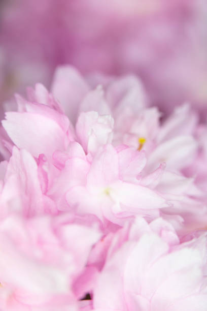 istock Close Up Macro Of Cherry Tree Pink Blossom 1141773471