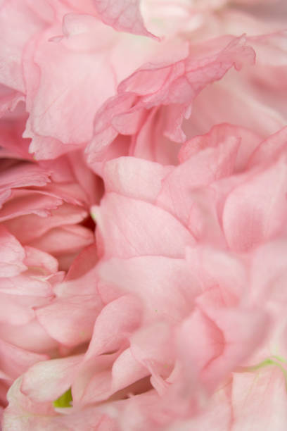 istock Close Up Macro Of Cherry Tree Pink Blossom 1141774542