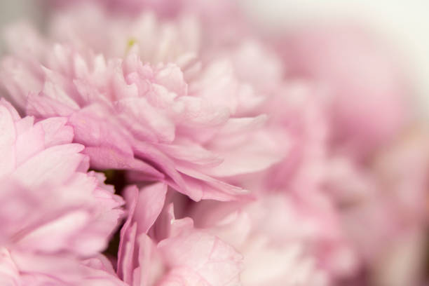 istock Close Up Macro Of Cherry Tree Pink Blossom 1141775986
