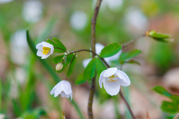 istock Rue-leaved Isopyrum Isopyrum thalictroides L. 1141776768