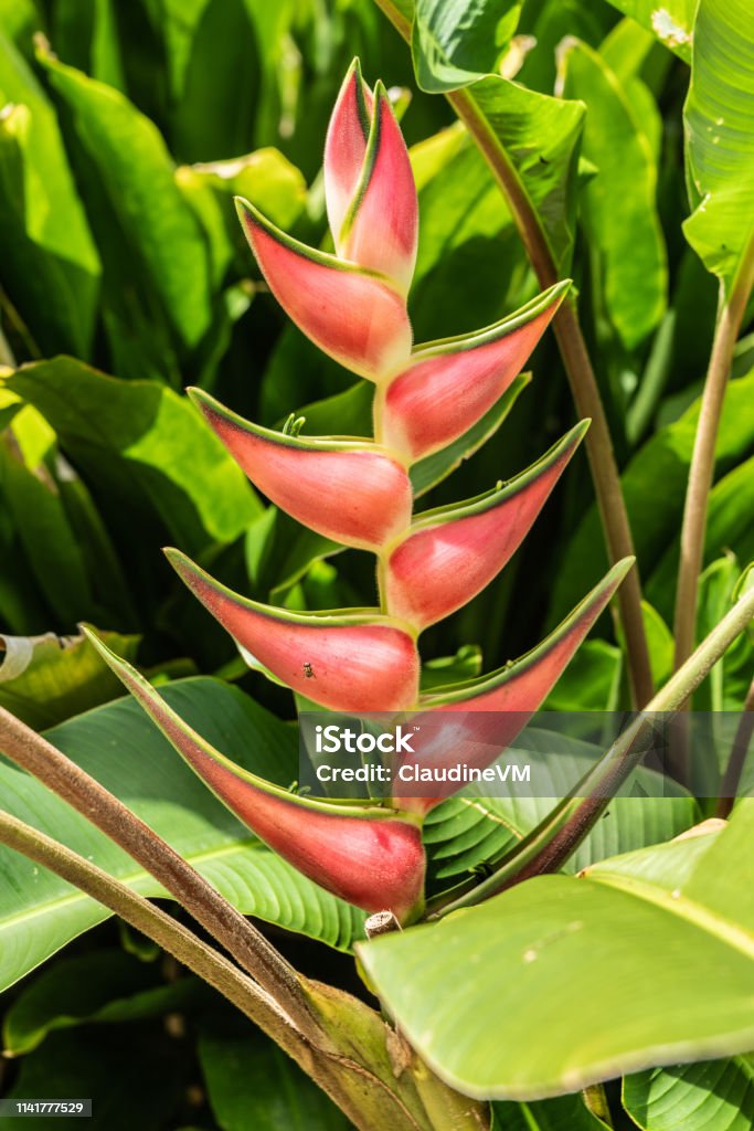 Heliconia plant in Botanical Garden of Cairns, Australia. Cairns, Australia - February 17, 2019: Heliconia plant combines reds, yellows and greens as seen in Botanical Garden. Australia Stock Photo