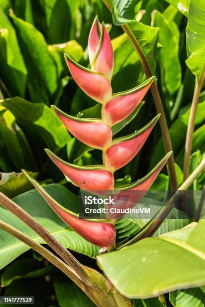 Heliconia Plant In Botanical Garden Of Cairns Australia Stock Photo - Download Image Now