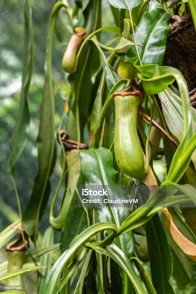 Closeup of the Pitcher Plant in Botanical Garden of Cairns, Australia. Cairns, Australia - February 17, 2019: Botanical Garden. Of the Nepenthaceae family, Nepenthes Ventricosa Truncata, or Tropical Pitcher Plant, native to the Philippines catches and digest insects in its vase-like contraption. Australia Stock Photo