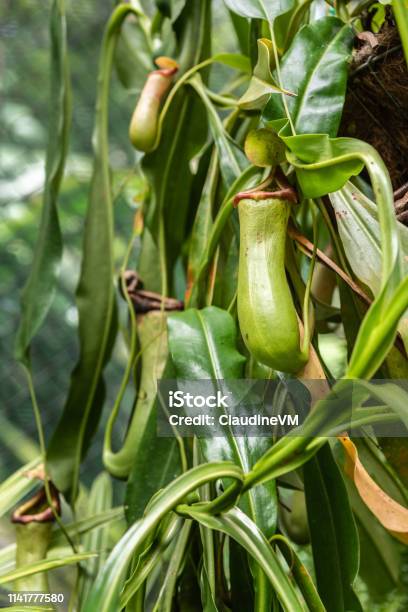 Closeup Of The Pitcher Plant In Botanical Garden Of Cairns Australia Stock Photo - Download Image Now
