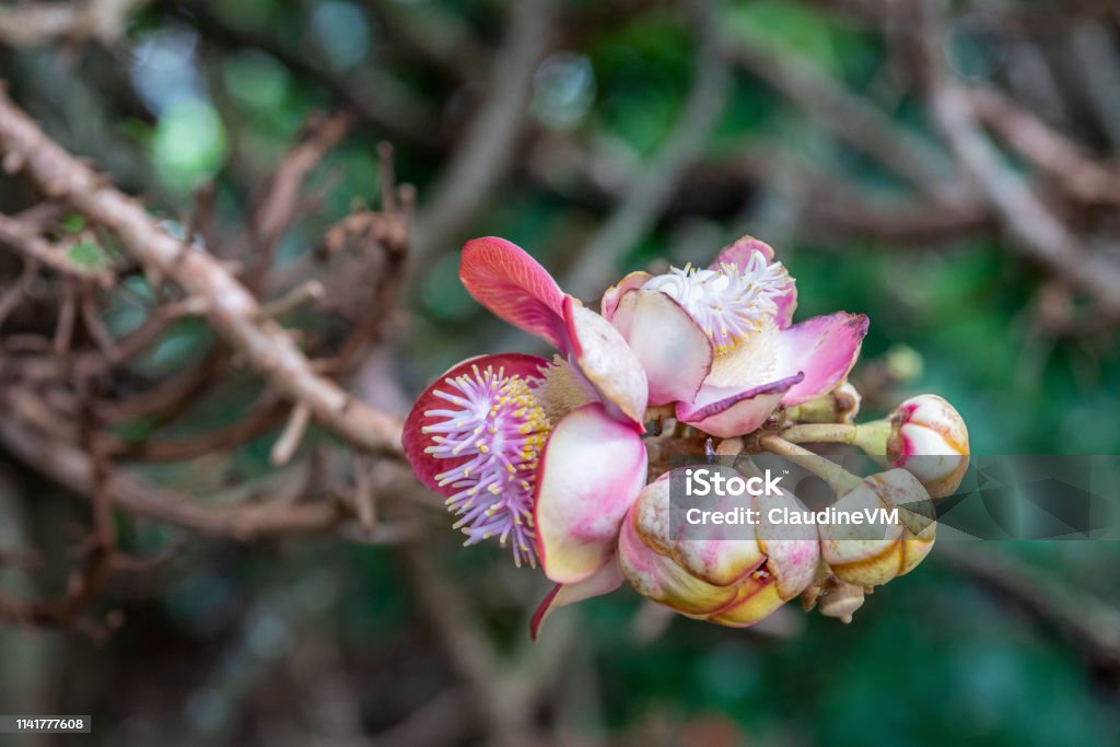 Lecythidacea in Botanical Garden of Cairns, Australia. Cairns, Australia - February 17, 2019: Botanical Garden. Lecythidacea flowers on Cannonball Tree. Dense vegetation is background. Australia Stock Photo