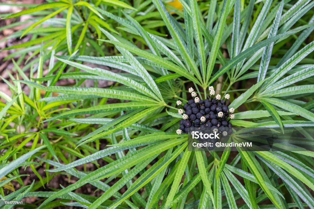Asparagaceae Dracaena Cantleyi in Botanical Garden of Cairns, Australia. Cairns, Australia - February 17, 2019: Botanical Garden. Asparagaceae Dracaena Cantleyi bloom and berry in center of green leaves. Cairns - Australia Stock Photo