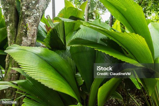 Johannesteijsmannia Palm In Botanical Garden Of Cairns Australia Stock Photo - Download Image Now