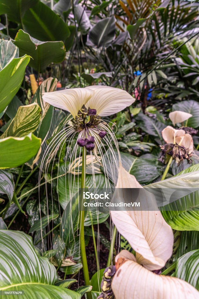 Bat plant tropical flower in Botanical Garden of Cairns, Australia. Cairns, Australia - February 17, 2019: Botanical Garden. Of the Taccaceae family, the Tacca Integrifolia, alias the Bat plant and flower is a beauty out of Tropical Asia. Asia Stock Photo