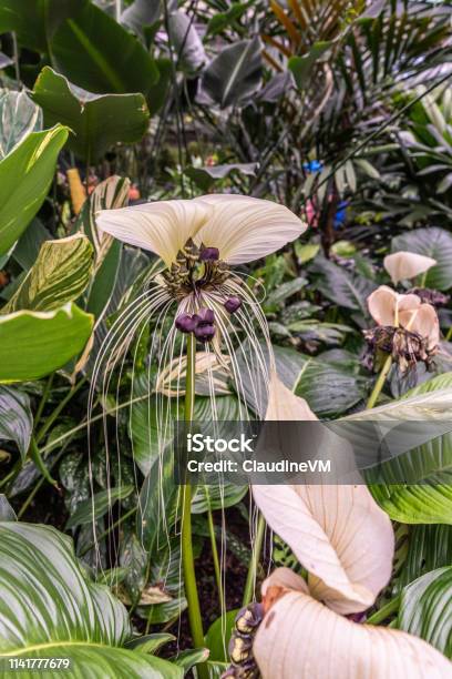 Bat Plant Tropical Flower In Botanical Garden Of Cairns Australia Stock Photo - Download Image Now