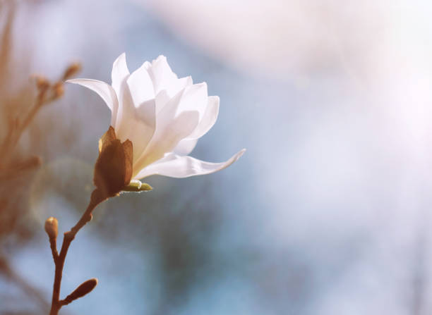 白木蓮 - sunlight flower magnolia flower head ストックフォトと画像