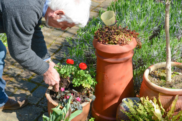 istock Mature man tending to plants 1141778388