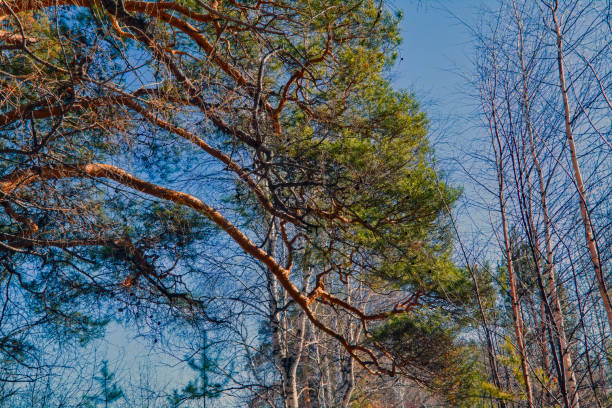 istock Spring forest landscape on a sunny day 1141778419