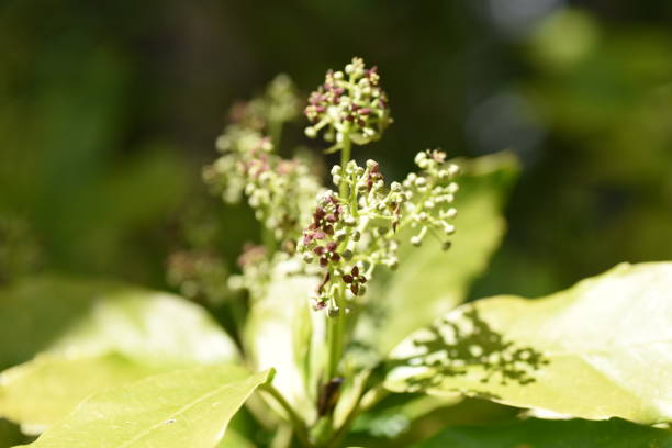 istock Aucuba japonica flowers 1141778476