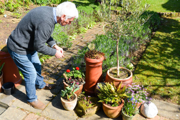 istock Mature man tending to plants 1141778862