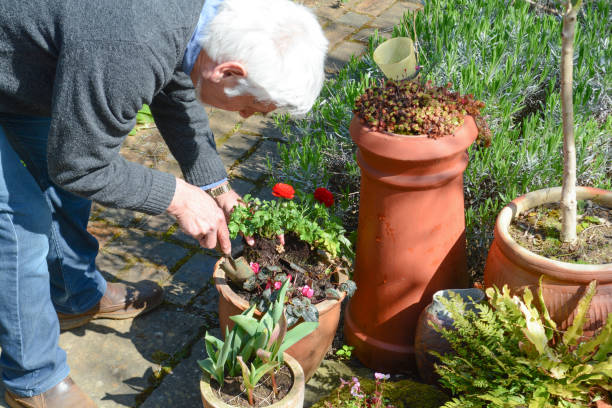 Mature man tending to plants