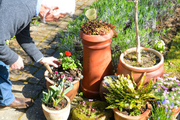 istock Mature man tending to plants 1141778898