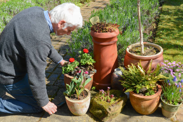 istock Mature man tending to plants 1141780063