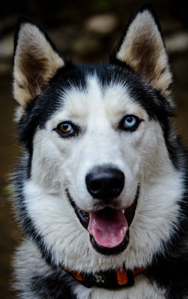 istock Portrait of a Siberian husky 1141780955