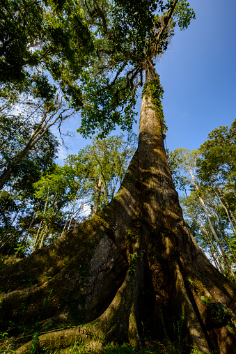 Giant tropical tree soars into the sky. A 600 year old tropical tree in a rainforest in Costa Rica.