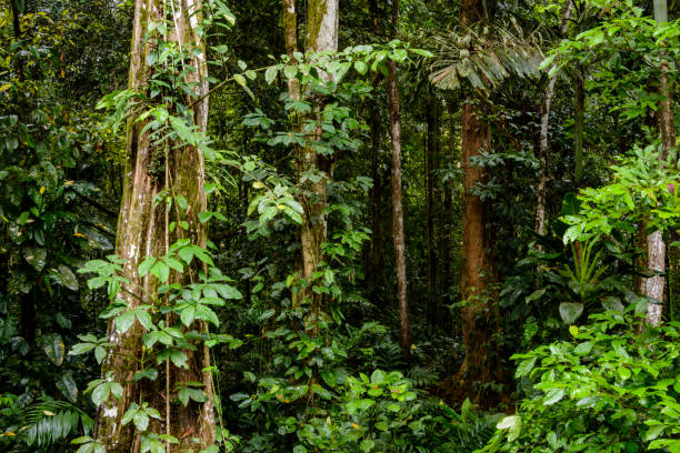 istock Lush vegetation of a tropical rainforest 1141781086