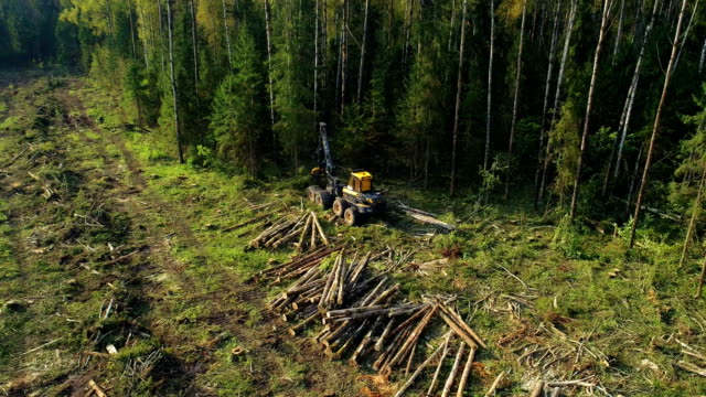 Logging machine cutting down trees, cutting branches and laying trunks for further transportation to the woodworking factory
