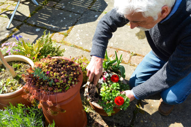 istock Mature man tending to plants 1141782045