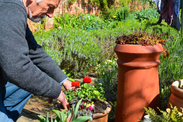 istock Mature man tending to plants 1141782337