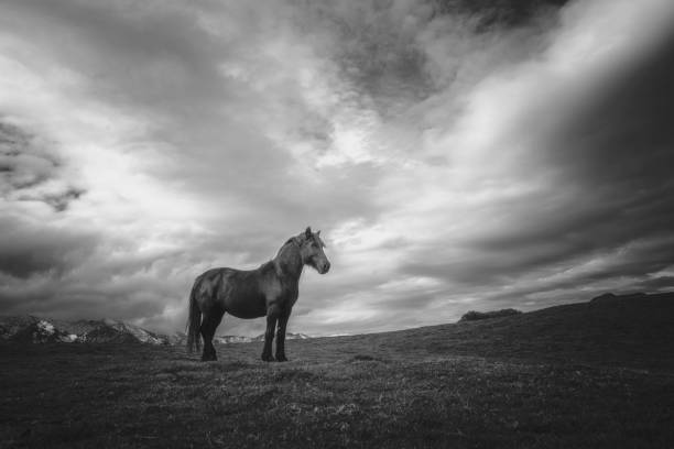 istock horse in the nature 1141782596
