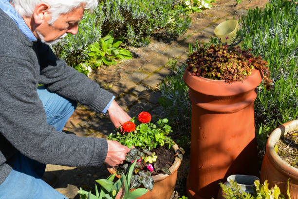 istock Mature man tending to plants 1141783061