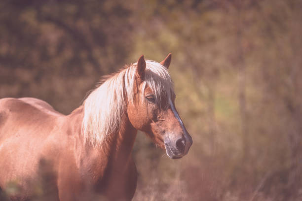 istock horse in the nature 1141784220