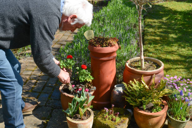istock Mature man tending to plants 1141784308