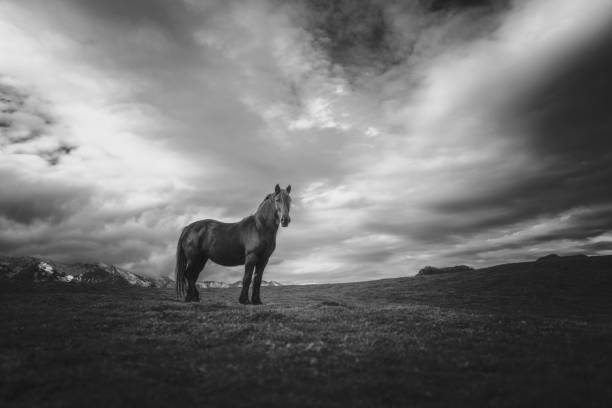 istock horse in the nature 1141785065