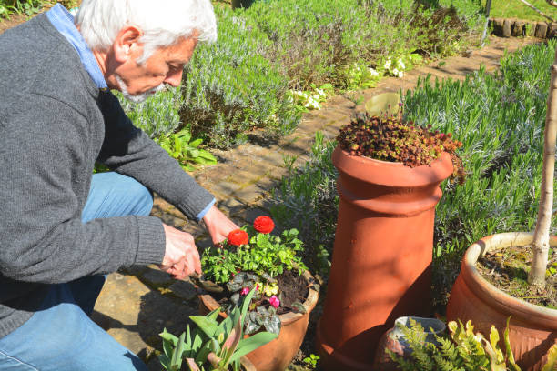 istock Mature man tending to plants 1141788346