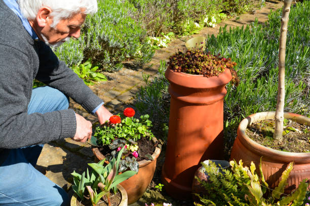 istock Mature man tending to plants 1141789289