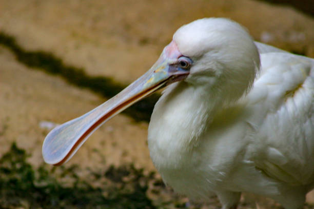 African Spoonbill Platalea alba standing in the water..