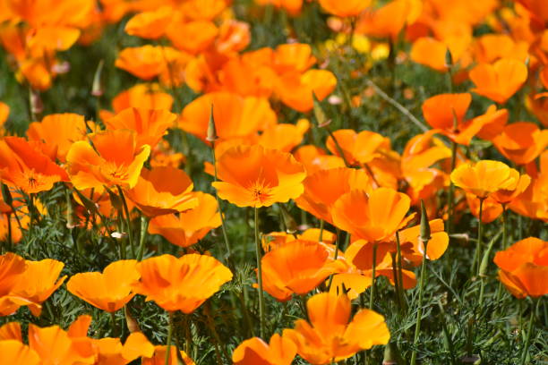 istock Poppy Flowers Close Grouping with Buds 1141789418