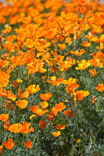 istock Poppy Flowers Gradient Fade Vertical 1141789454